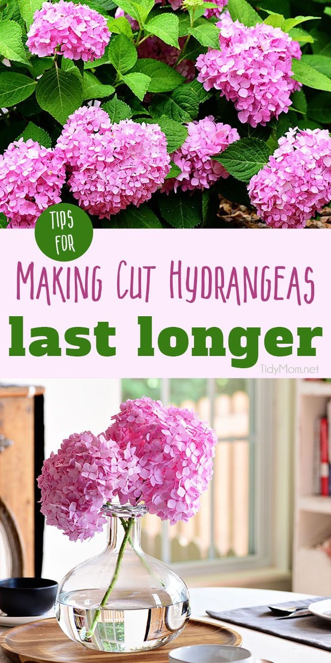 How to Keep Cut Hydrangeas from Wilting - Simple Florist's Trick