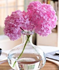 Essential hydrangea care tips to keep your fresh cut hydrangeas looking beautiful longer. You'll be amazed at how long you can make your flowers last! Get the details at TidyMom.net