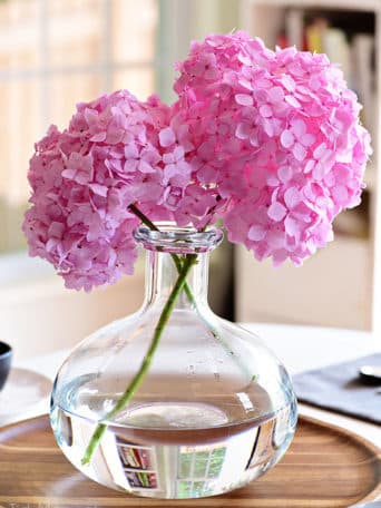 Essential hydrangea care tips to keep your fresh cut hydrangeas looking beautiful longer. You'll be amazed at how long you can make your flowers last! Get the details at TidyMom.net